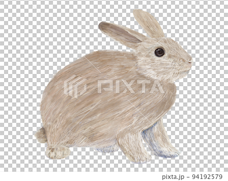 Brown rabbit facing right _ sideways 94192579