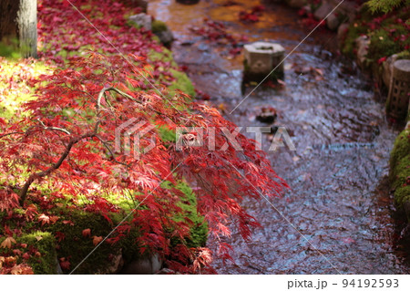 川のそばの紅葉 94192593