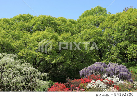 あしかがフラワーパーク 藤の花 あしかがフラワーパーク 藤の花 94192800