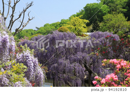 あしかがフラワーパーク　藤の花 94192810