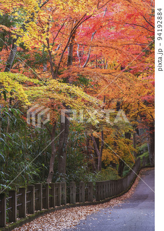 211106日枝神社g054 211106日枝神社g054 94192884