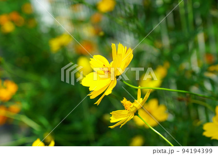 キバナコスモス 94194399