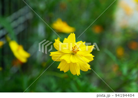 キバナコスモス 94194404