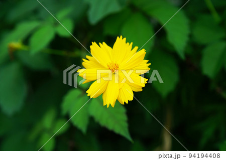 キバナコスモス キバナコスモス 94194408