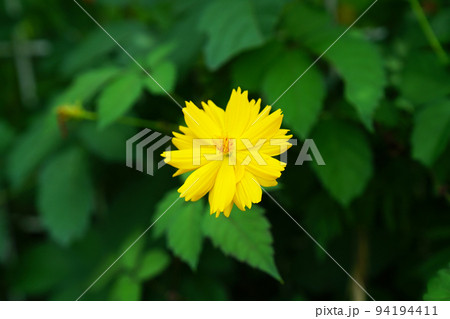 キバナコスモス 94194411