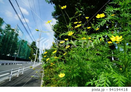 キバナコスモス 94194418