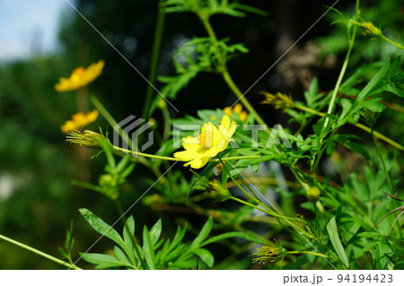 キバナコスモス 94194423