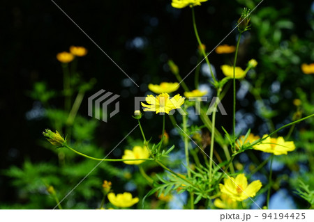 キバナコスモス キバナコスモス 94194425