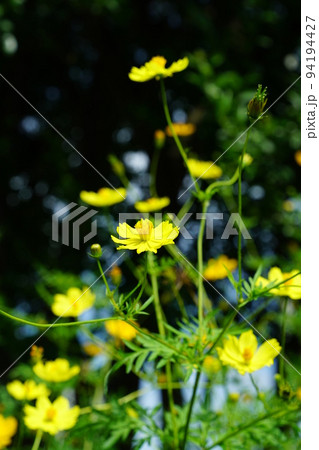 キバナコスモス 94194427