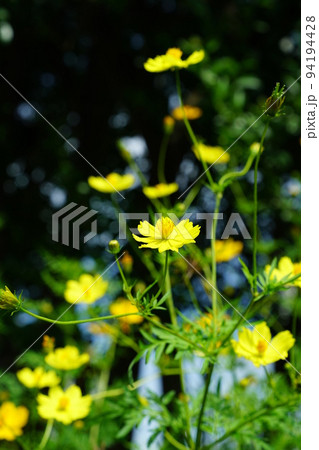 キバナコスモス 94194428