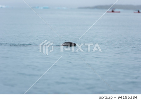 Seal swimming in the glacial waters of Jokulsarlon lagoon, Iceland Seal swimming in the glacial waters of Jokulsarlon lagoon, Iceland 94196384
