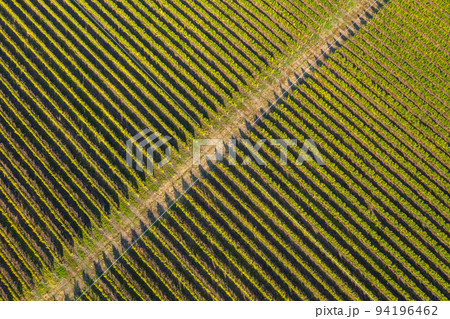 Aerial view of vineyard 94196462