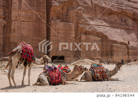 Resting camels in Petra, Jordan 94196544