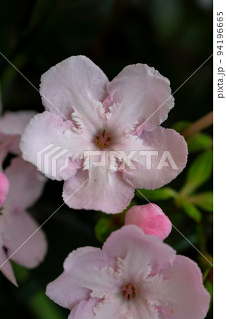 初冬の花　アッサム匂い桜（ルクリア） 94196665