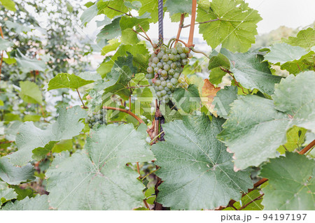 Ripe white grapes in vineyard. Autumn, sunny day, harvest time. Selective focus, copy space. Winegrowing concept Ripe white grapes in vineyard. Autumn, sunny day, harvest time. Selective focus, copy space. Winegrowing concept 94197197