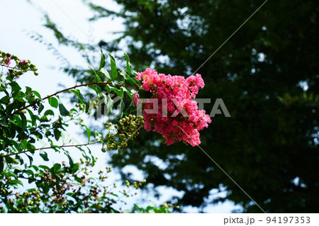 サルスベリ 94197353