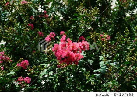 サルスベリ 94197363