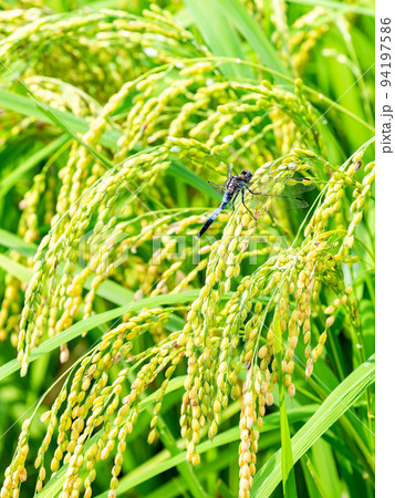 秋の実りの景色　たわわに実った稲穂にとまるシオカラトンボ 94197586
