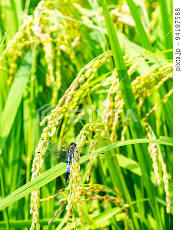 秋の実りの景色　たわわに実った稲穂にとまるシオカラトンボ 94197588