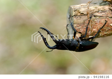 ノコギリクワガタ 94198116