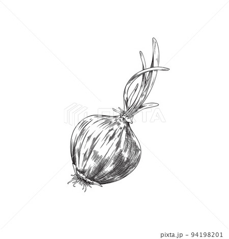 Onion. Sketch hand draw. Vector stock illustration isolated on white  background. 7995413 Vector Art at Vecteezy
