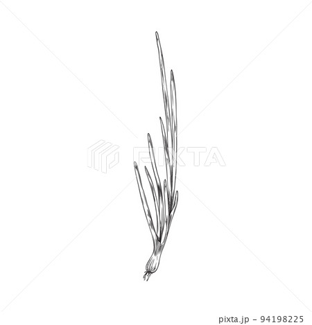Spring onion in ink hand drawn style vector illustration isolated on white. 94198225