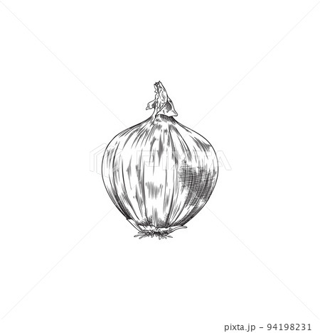 Monochrome shallot onion, hand drawn sketch vector illustration isolated on white background. 94198231