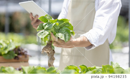 Owner of a small organic vegetable garden uses a tablet to control and direct the supply of water and nutrients or to record the growth of vegetables in the garden, Vegetables in the greenhouse. Owner of a small organic vegetable garden uses a tablet to control and direct the supply of water and nutrients or to record the growth of vegetables in the garden, Vegetables in the greenhouse. 94198235