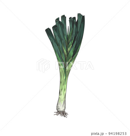 Hand drawn sprouting green onion with roots sketch style Hand drawn sprouting green onion with roots sketch style 94198253