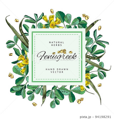 Fenugreek spice background or frame hand drawn vector illustration isolated. Fenugreek spice background or frame hand drawn vector illustration isolated. 94198291
