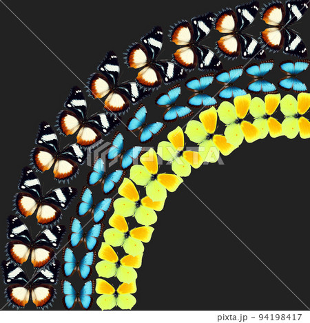 Beautiful multicolored butterflies flying up on black. Unusual background for business cards, invitations, cards, original design, exotic texture, nature concept 94198417