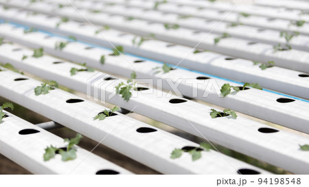 Background image of green oak green and purple lettuce, Hydroponics or organic vegetable garden in the greenhouse. Vegetables are beautiful to eat with no insect bite marks. Background image of green oak green and purple lettuce, Hydroponics or organic vegetable garden in the greenhouse. Vegetables are beautiful to eat with no insect bite marks. 94198548