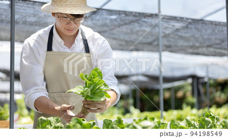 Owner of a hydroponics vegetable garden inspects agricultural produce in a greenhouse in preparation for delivery to consumers, Organic farming and organic vegetables, Healthy and vegan food concept. Owner of a hydroponics vegetable garden inspects agricultural produce in a greenhouse in preparation for delivery to consumers, Organic farming and organic vegetables, Healthy and vegan food concept. 94198549