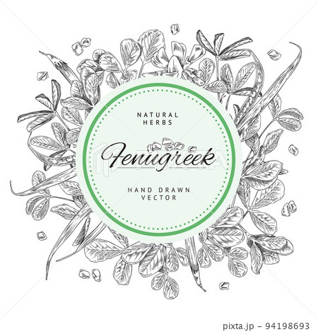Fenugreek plants and seeds banner with circle and text, sketch vector illustration on white background. Fenugreek plants and seeds banner with circle and text, sketch vector illustration on white background. 94198693