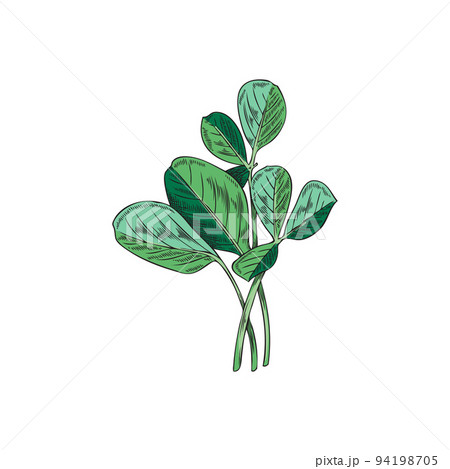 Fenugreek herbaceous plant for food flavoring vector illustration isolated. 94198705
