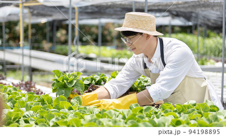 Owner of a hydroponics vegetable garden inspects agricultural produce in a greenhouse in preparation for delivery to consumers, Organic farming and organic vegetables, Healthy and vegan food concept. 94198895