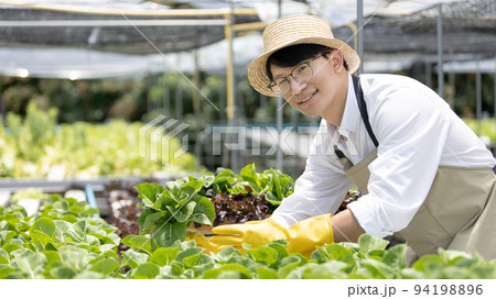 Owner of a hydroponics vegetable garden inspects agricultural produce in a greenhouse in preparation for delivery to consumers, Organic farming and organic vegetables, Healthy and vegan food concept. Owner of a hydroponics vegetable garden inspects agricultural produce in a greenhouse in preparation for delivery to consumers, Organic farming and organic vegetables, Healthy and vegan food concept. 94198896