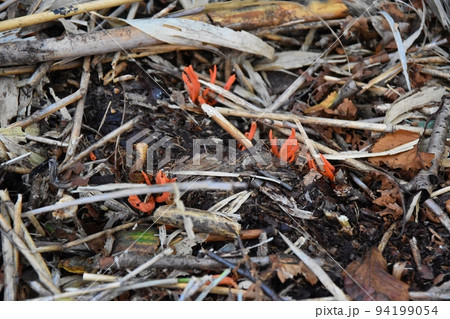 カエンタケ　北海道 94199054