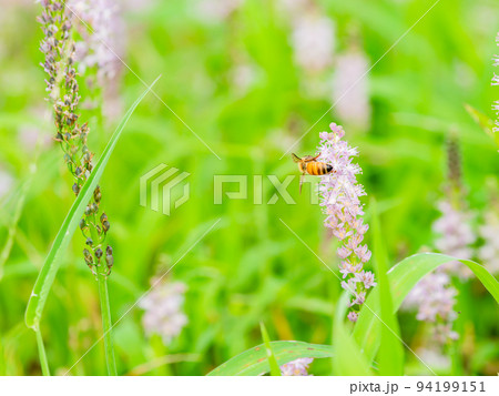 秋の景色　秋咲の小さな花の蜜を吸うかわいいミツバチ 94199151