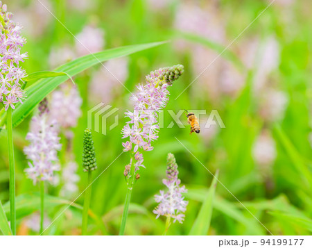 秋の景色　秋咲の小さな花の蜜を吸うかわいいミツバチ 94199177