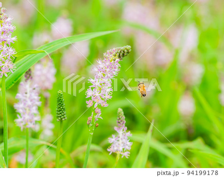 秋の景色　秋咲の小さな花の蜜を吸うかわいいミツバチ 94199178