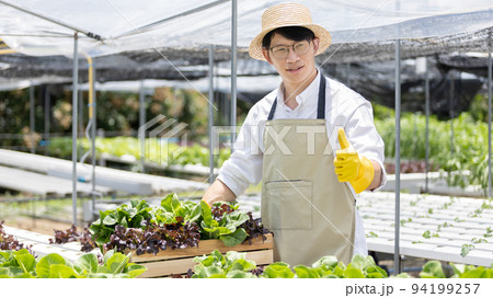 Owner of the hydroponics vegetable garden holds a basket of vegetables in the greenhouse. Beautiful organic green and purple lettuce in the farm, Healthy fruits and vegan food concept. Owner of the hydroponics vegetable garden holds a basket of vegetables in the greenhouse. Beautiful organic green and purple lettuce in the farm, Healthy fruits and vegan food concept. 94199257