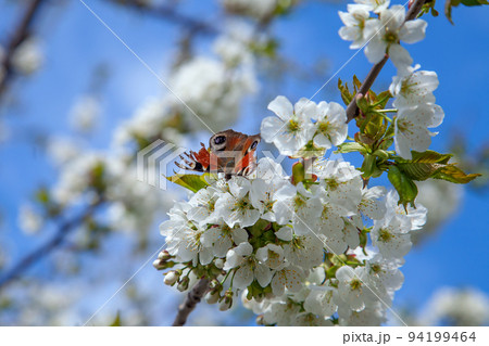Close up view of butterfly on white flower of sweet cherry tree. Collecting pollen and nectar. Close up view of butterfly on white flower of sweet cherry tree. Collecting pollen and nectar. 94199464
