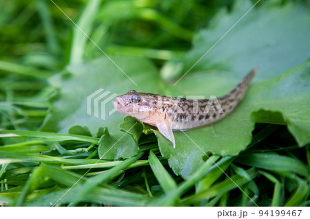 Close up view of freshwater bullhead fish or round goby fish just taken from the water on big green leaf.. Close up view of freshwater bullhead fish or round goby fish just taken from the water on big green leaf.. 94199467