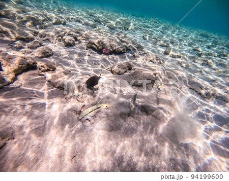 Forsskal goatfish (Parupeneus forskali) on sand sea bottom at the Red Sea coral reef. Forsskal goatfish (Parupeneus forskali) on sand sea bottom at the Red Sea coral reef. 94199600