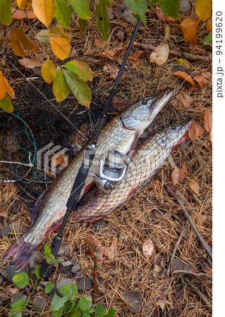 Freshwater pike fish. Big freshwater pike fish lies on keep net with fishery catch in it and fishing rod with reel.. Freshwater pike fish. Big freshwater pike fish lies on keep net with fishery catch in it and fishing rod with reel.. 94199620