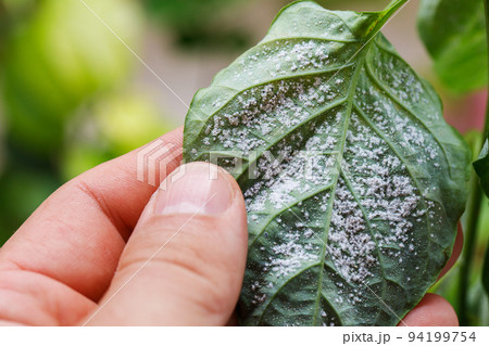 Insect pests, aphid, on the shoots and fruits of plants, Spider mite on flowers. Pepper leaves attacked by malicious insects. Insect pests, aphid, on the shoots and fruits of plants, Spider mite on flowers. Pepper leaves attacked by malicious insects. 94199754