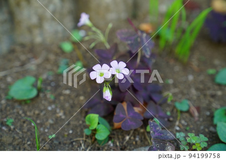 ムラサキノマイ 94199758