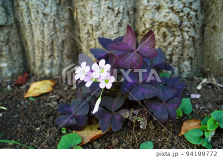 ムラサキノマイ 94199772