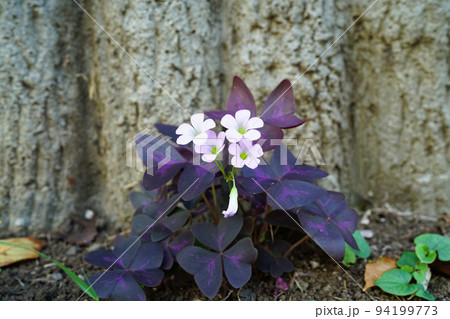 ムラサキノマイ 94199773